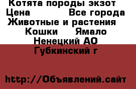 Котята породы экзот › Цена ­ 7 000 - Все города Животные и растения » Кошки   . Ямало-Ненецкий АО,Губкинский г.